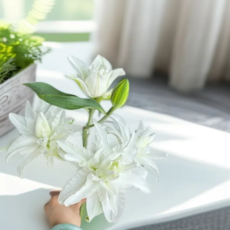 【北极星5枝】重瓣百合10个花苞