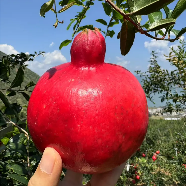 【黑金皇后-现货现发】杨书记当季新鲜水果红皮超软籽甜石榴带箱5斤