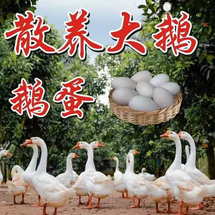 正宗农村散养土鹅蛋大鹅蛋新鲜鹅蛋