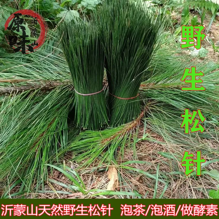 沂蒙山松针 野生松针 新鲜松针叶 松针 马尾松山松针针叶花草盘饰