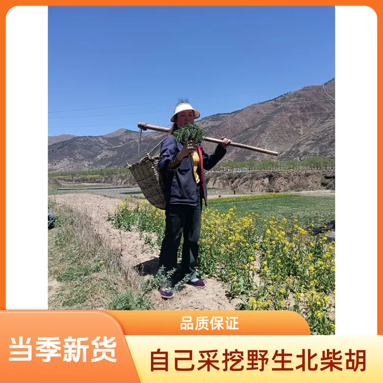 甘肃岷县深山采挖北柴胡无硫磺熏 当季新货 原汁原味