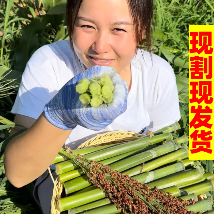 东北甜杆甜芦粟童年回忆新鲜小甘蔗时令水果冷藏发货