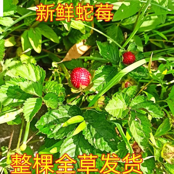 农家妈妈现摘现发200g野生蛇莓草野草莓蛇泡草龙吐珠蛇果落地杨梅
