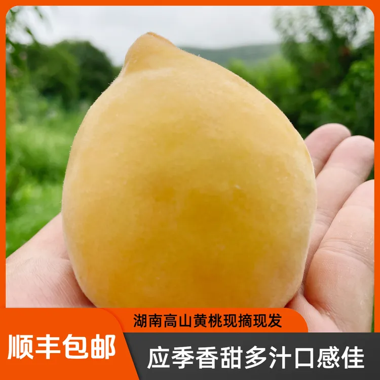 【顺丰包邮】湖南高山黄桃现摘现发应季香甜多汁新鲜采摘