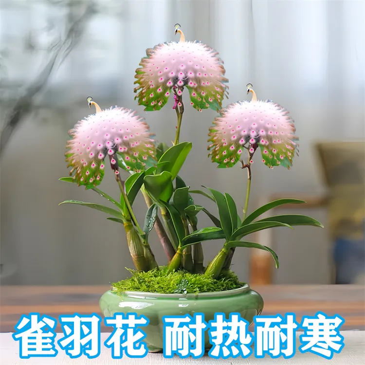 雀羽花室内花卉绿植盆栽室外阳台耐热耐寒耐热浓香型大花四季开花