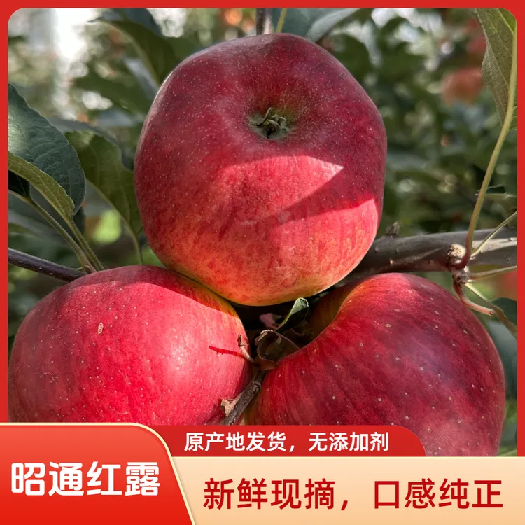 云南昭通红露丑苹果冰糖心苹果丑苹果昭通苹果红富士糖心苹果10斤