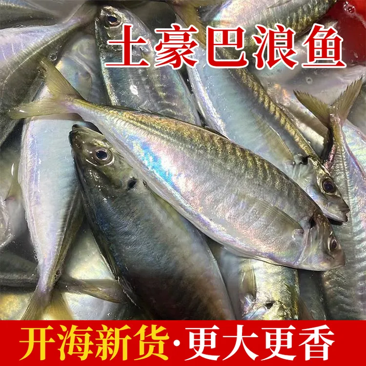 【东山岛海鲜】福建土豪巴浪鱼养殖竹筴鱼速冻炸鱼含冰衣
