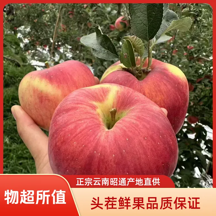 【现摘现发】云南昭通高原冰糖心丑苹果礼盒装新鲜水果