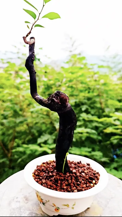 嫁接好的老鸦柿根艺小桩