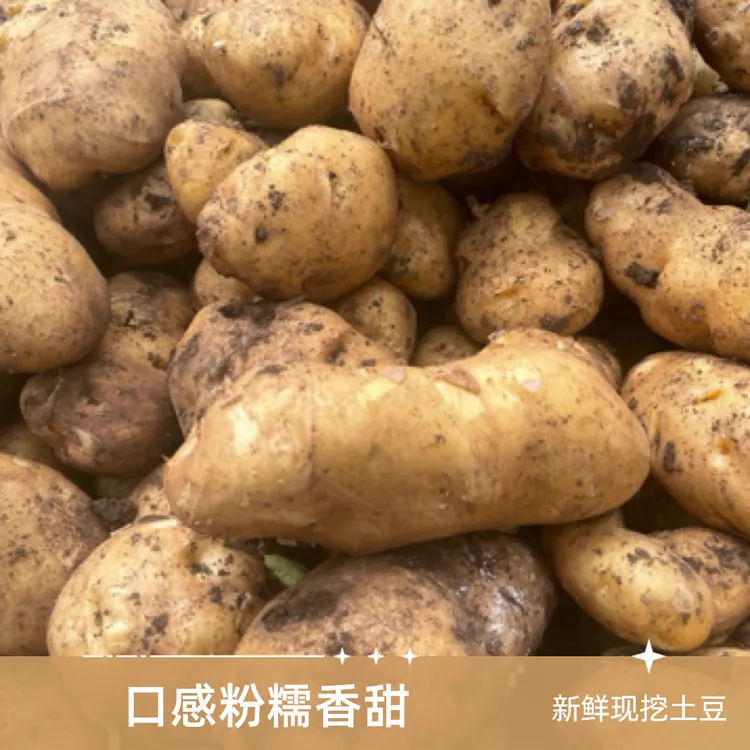 贵州威宁农家自种老品种憨包洋芋(白心)云薯104