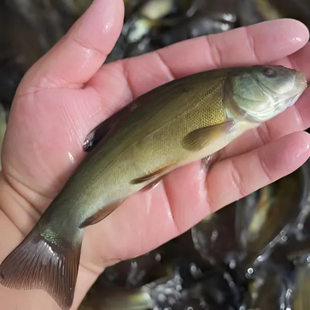 【活体】贵州丁桂鱼丁岁鱼（4-20厘米）观赏鱼淡水鱼冷水鱼