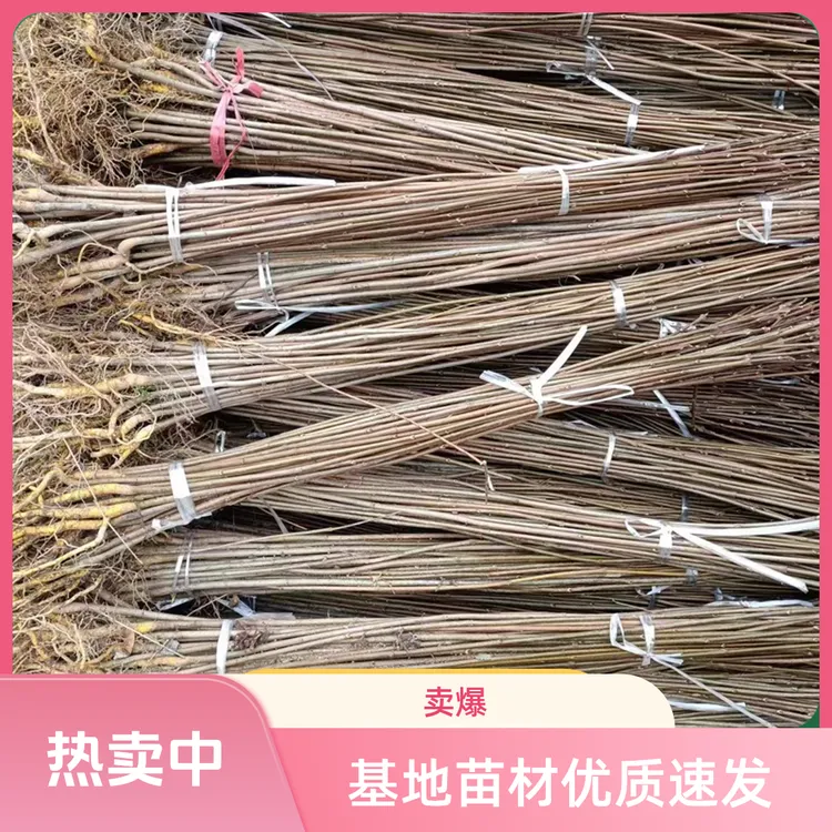 黄柏中药苗厚皮川黄柏树苗黄柏苗基地厚皮黄柏苗大叶黄柏川黄柏树