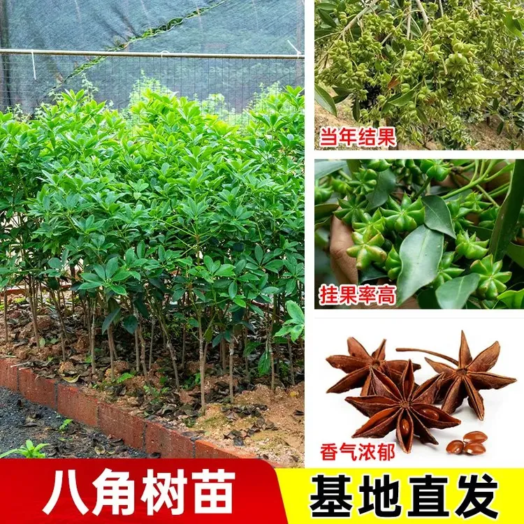 广西正宗八角树苗食用八角树苗香料高产矮化品种广西带土带叶发货
