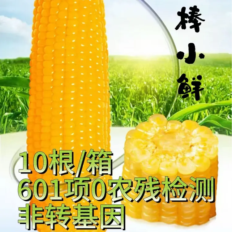 【试吃两根】棒小鲜25年头茬东北黄糯玉米10根6.5-7.5斤左右