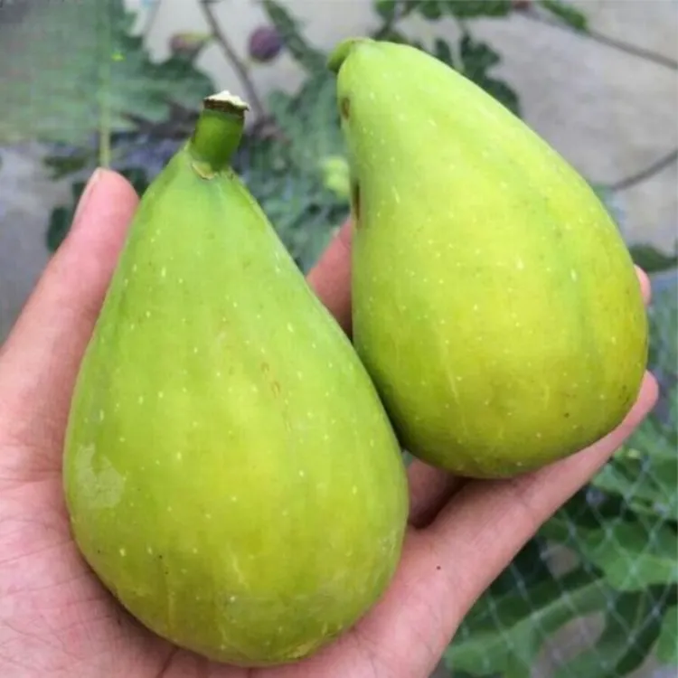 威海青皮无花果树果苗盆栽大果老桩阳台种植水果树庭院四季耐寒