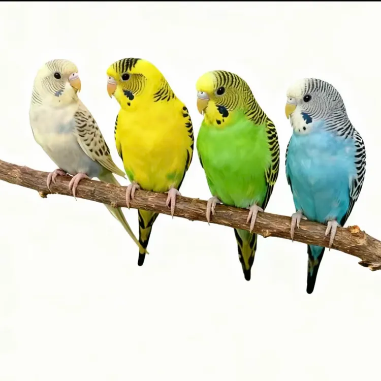 手养虎皮云斑鹦鹉观赏鸟可上手亲人适合家养能繁殖下蛋