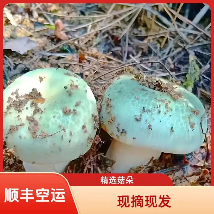 【云南应季美味】新鲜野生青头菌 顺丰空运包邮 