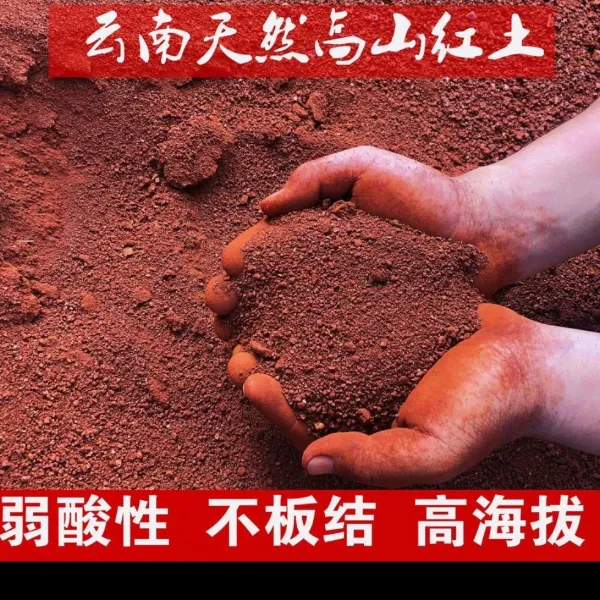 云南天然高原红土弱酸性营养土适合月季等松针土纯松针腐熟松针