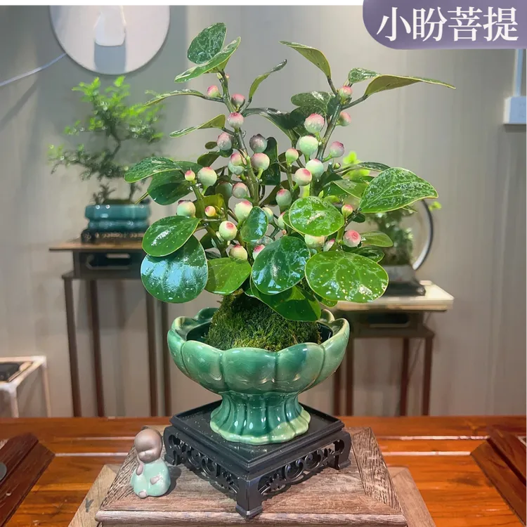 【小盼菩提】小盼盆景禅意带花盆中式室内客厅好养茶桌办公室绿植