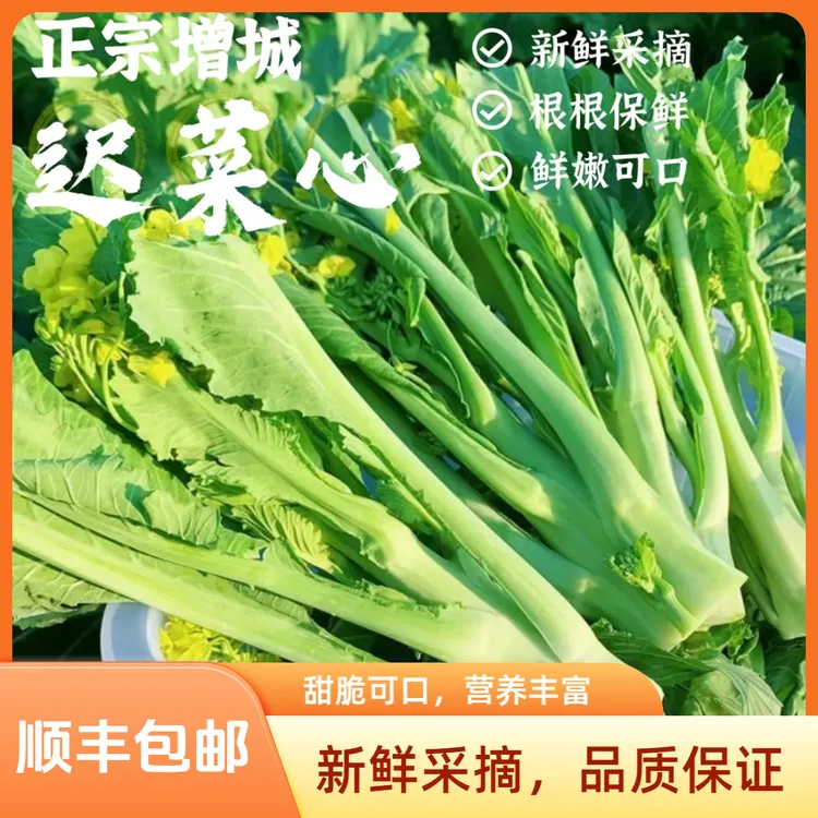 正宗增城迟菜心新鲜现切现发高脚菜心鲜嫩脆甜当季疏菜