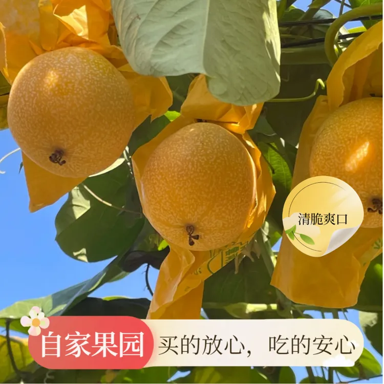 西双版纳热情果一口爆汁，纯甜无酸，唤醒味蕾活力 新鲜现摘水果