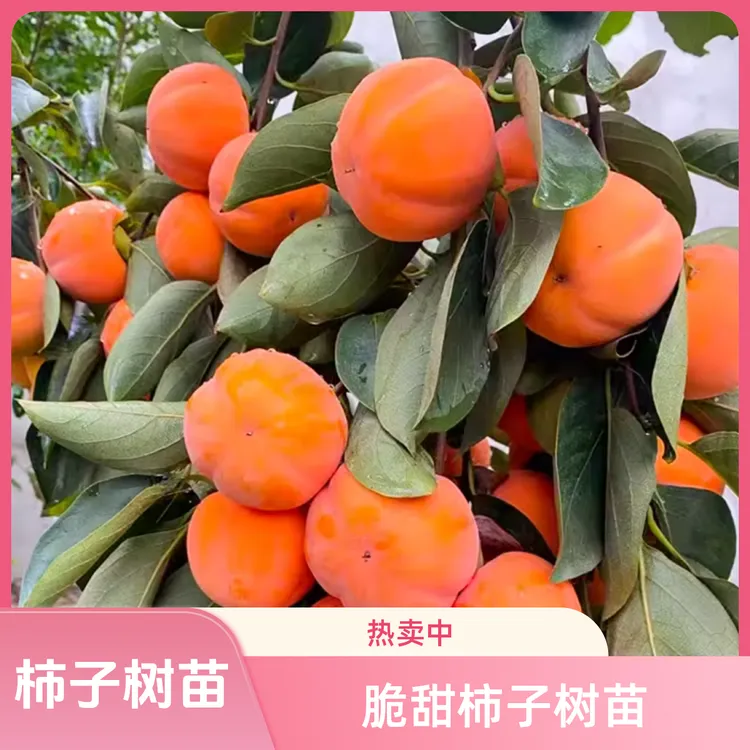 【2年苗2颗】柿子树苗嫁接脆甜柿子树苗盆栽地栽南北方种植火晶柿子