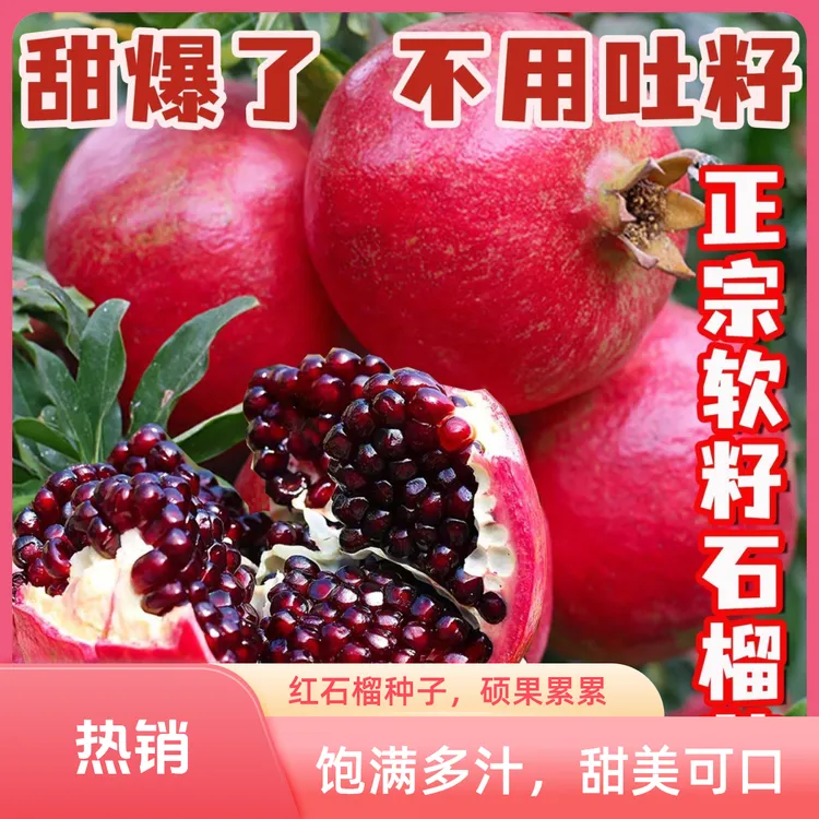 【现起现发】石榴树苗石榴苗盆栽地栽庭院果树南方北方种植当年结果商品图