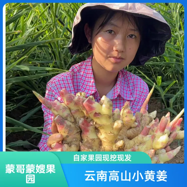 云南高山本地新鲜小细黄姜 自家果园现挖现发包邮