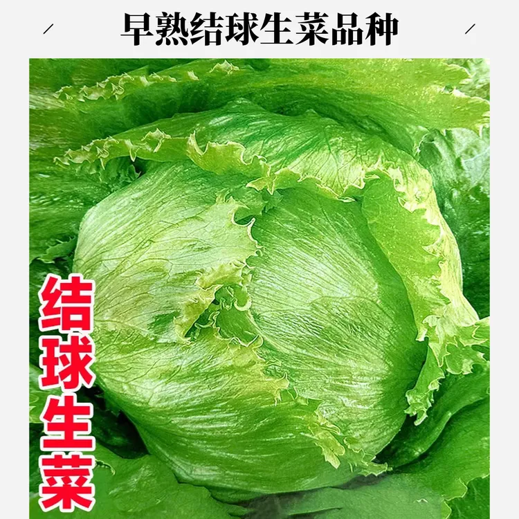 早熟结球生菜种子春秋季耐热耐寒包心菜卷心生菜种籽阳台蔬菜种子
