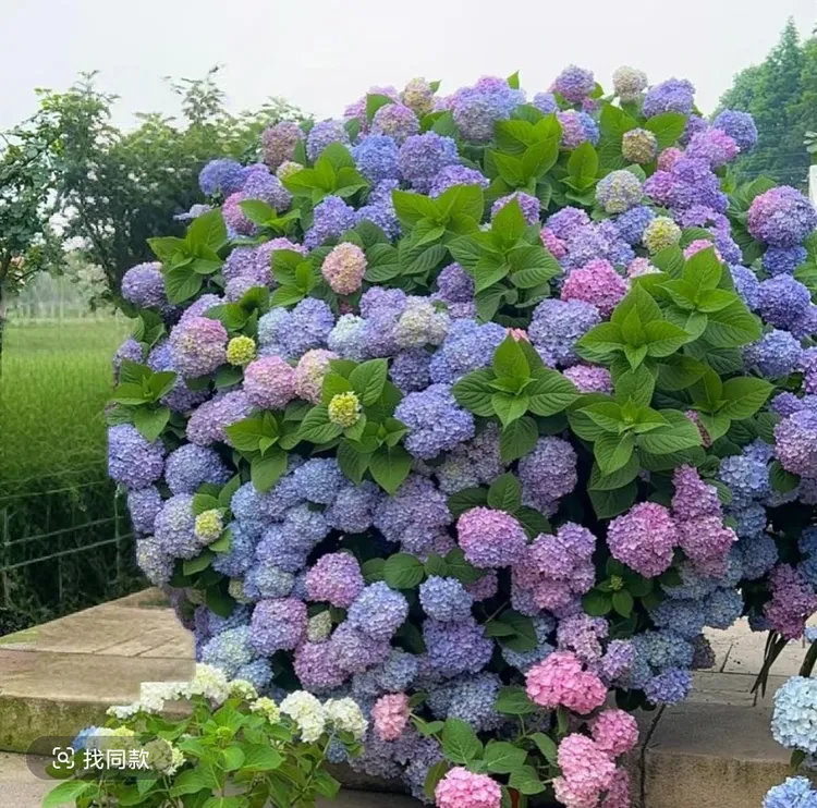 多色绣球小苗绣球花盆栽绣球花重瓣原盆原土送肥料