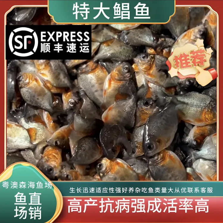 红腹鲳鱼2-10厘米红鲳鱼特大淡水广东鲳鱼热带鱼活体养殖观赏鱼鱼