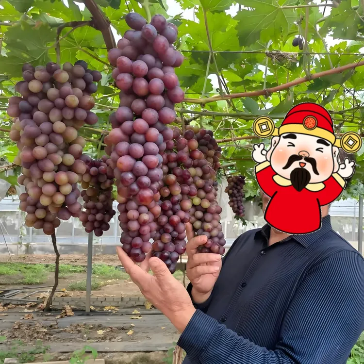 玉波十号】葡萄裸根嫁接苗（试种无授权）非多年苗、淘汰树介意者慎拍