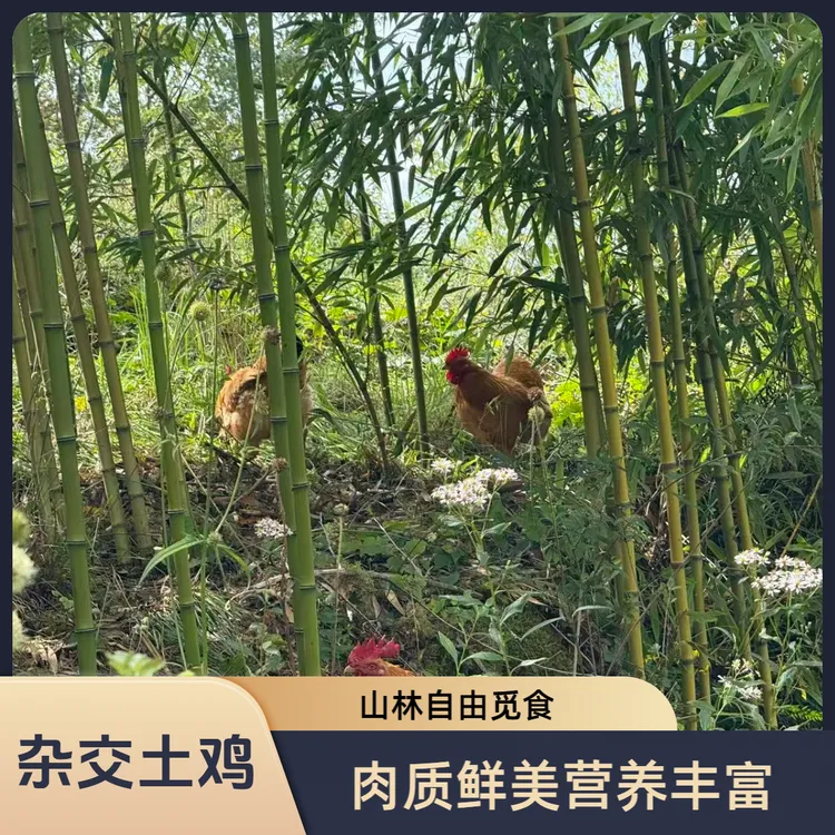 【京东包邮】山林散养土鸡 生态放养无添加健康美味肉质鲜嫩