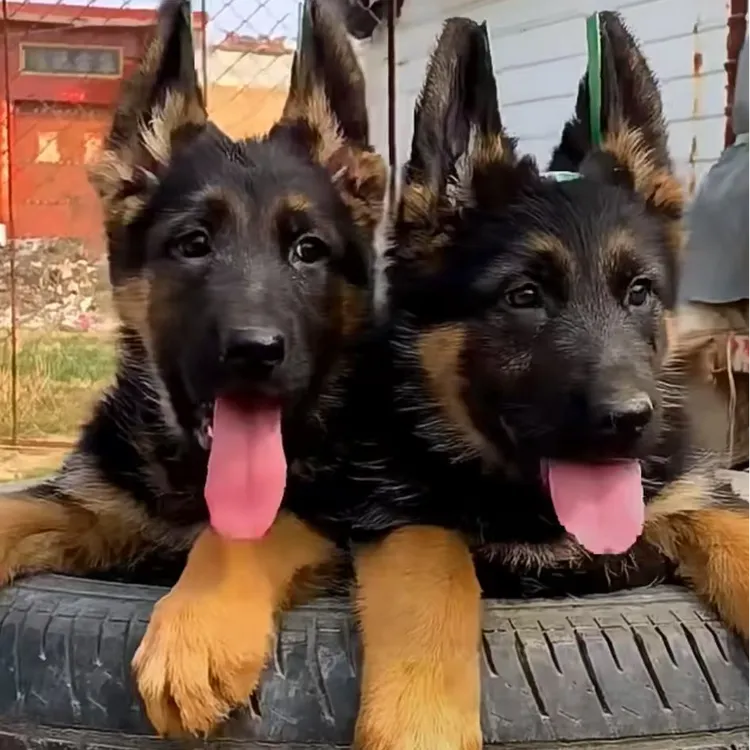 （三金家的德牧）T狗狗活体