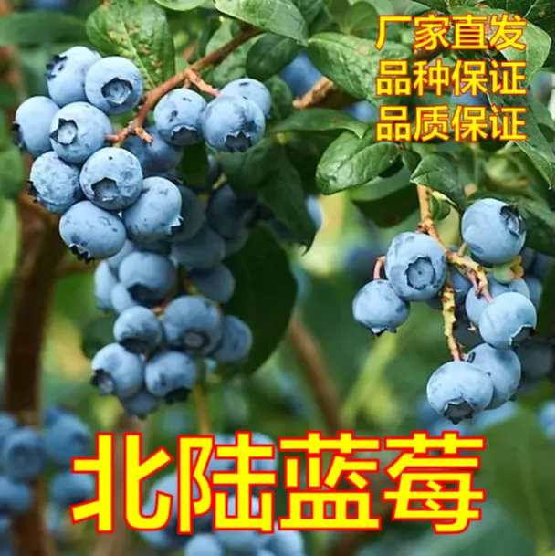 北陆 杜克 莱格西 蓝宝石 大果蓝莓品种树苗满树果 室内外