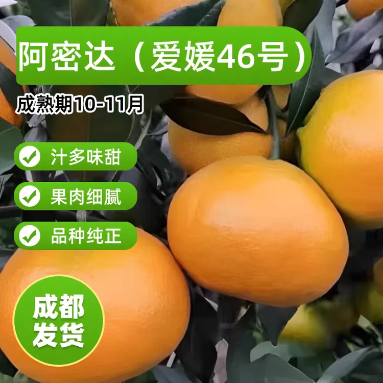 新品种爱媛柑橘沃柑46（阿蜜达）杯苗原盆原土发货，基地直发四川