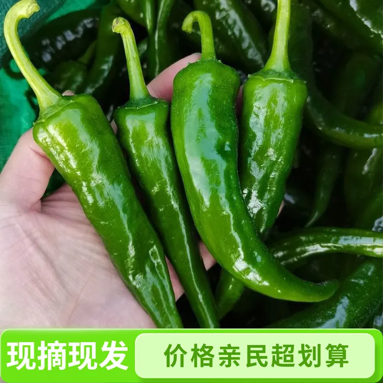 农家自种新鲜薄皮辣椒香辣脆嫩可腌制蘸酱青椒辣椒牛角椒新鲜蔬菜