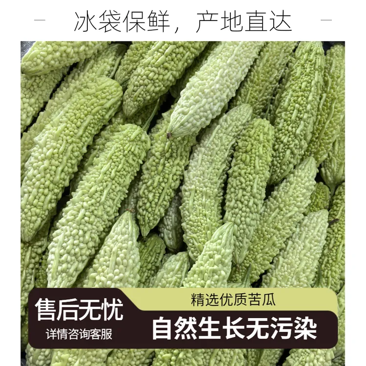 农家本地品种白苦瓜现摘白玉苦瓜新鲜现摘现发蔬菜当季新鲜蔬菜