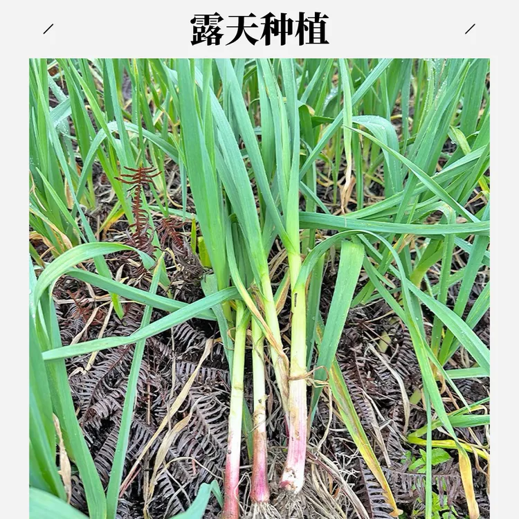 江西本地大蒜苗新鲜红皮蒜苗农家自种大蒜苗叶青蒜苗红根应季蔬菜
