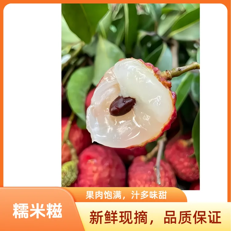 增城糯米糍荔枝新鲜现摘当季水果冷链运输树上熟自然采摘