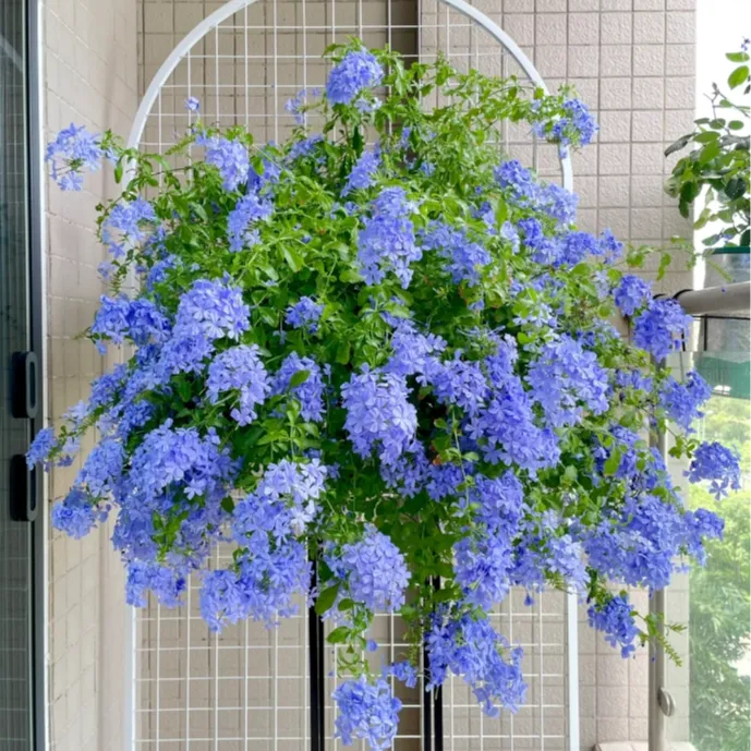 【精品大苗】蓝雪花盆栽大苗带花苞老桩爬藤花苗阳台棒棒糖四季