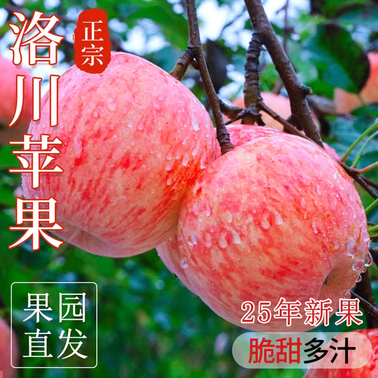 25年头茬正宗陕西洛川鲜果红富士苹果当季新鲜水果脆甜多汁包邮