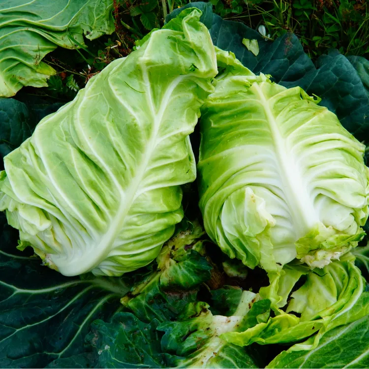 农村现摘新鲜牛心甘蓝菜口感清甜视频蔬菜白菜