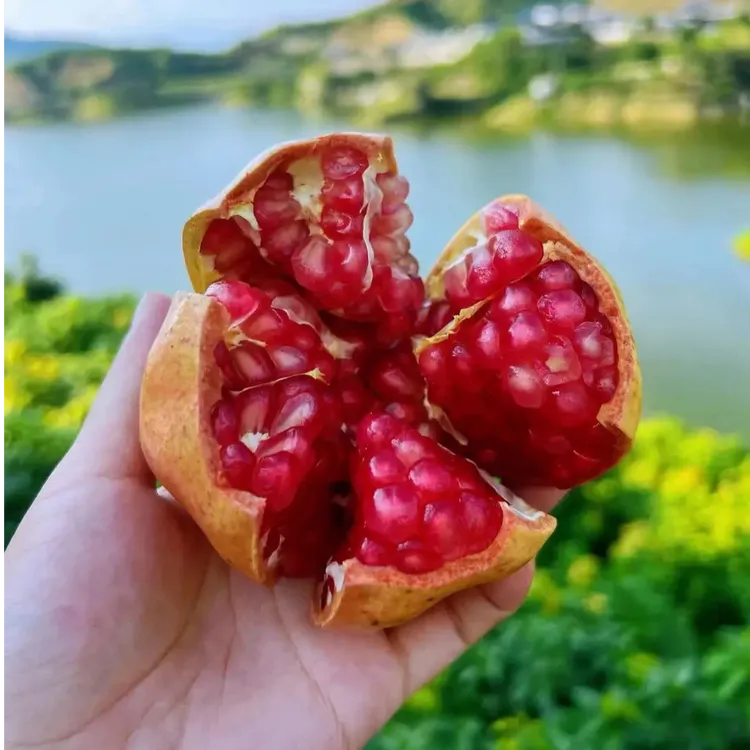 云南软籽石榴新鲜当季水果突尼斯石榴皮薄香甜多汁基地直发包邮