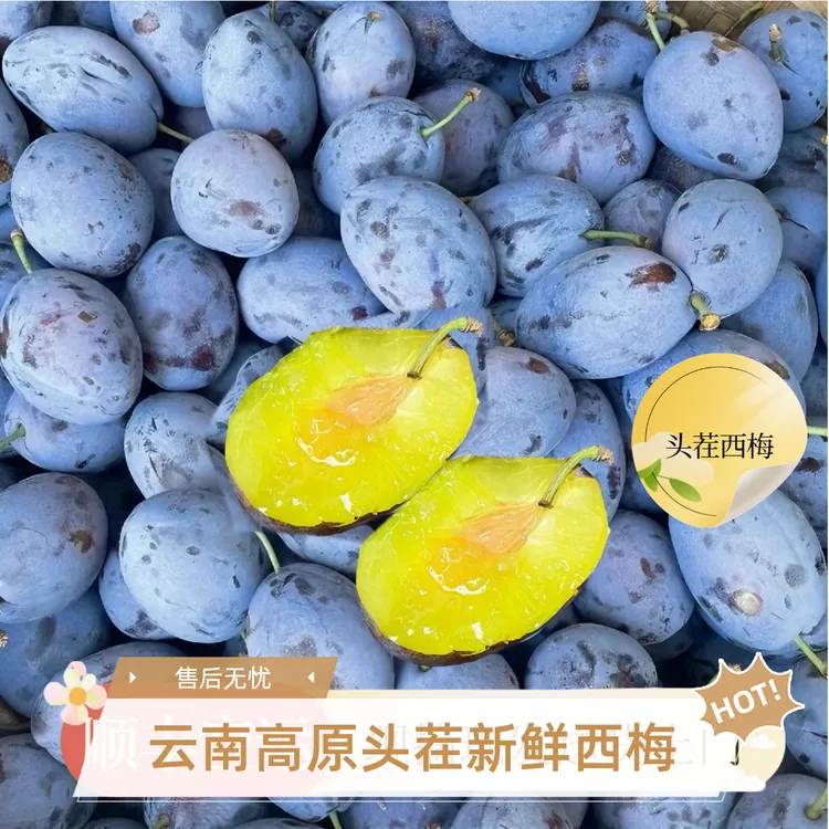 【现摘现发】露天种植自然数新鲜西梅现摘现发