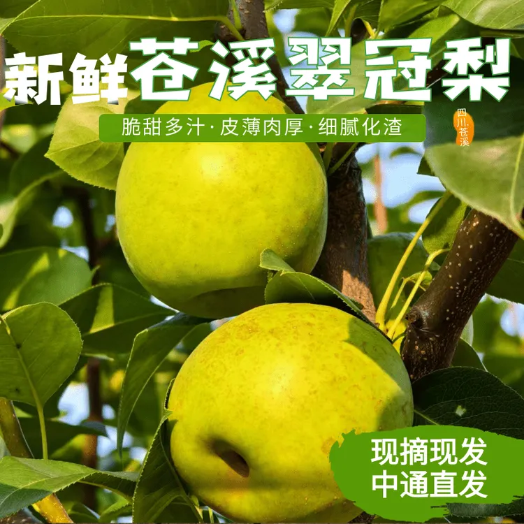 正宗翠冠梨四川苍溪农家青皮梨新鲜采摘现发当季水果脆甜多汁皮薄