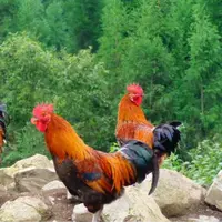 万孃嬢家自养跑山土杂鸡乌皮白肉专属（公鸡）
