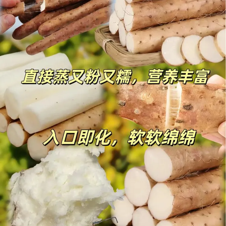 菏泽陈集铁棍山药