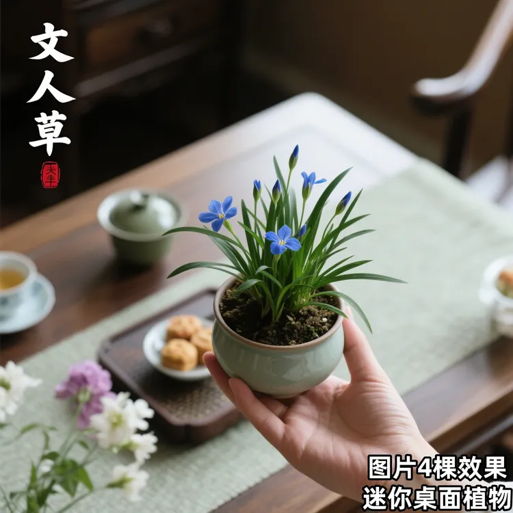 桌面办公室好养植物四季迷你文人草麦冬盆栽盆景驱蚊室内绿植花卉