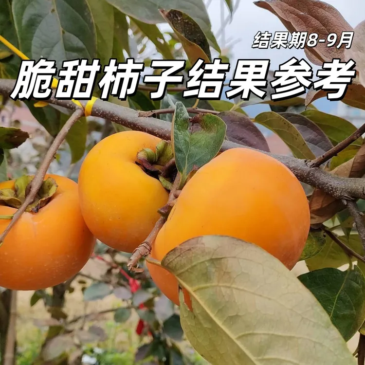 脆甜奶油苹果水果柿子苗树嫁接柿子树果树果苗当年结果南北方种植